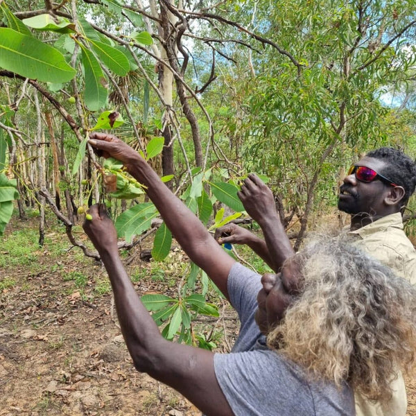 Why Kakadu Plum is Our Hero Ingredient