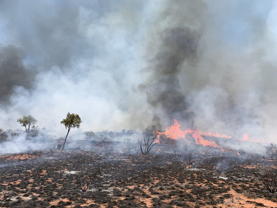 Regrowth After the Fire: Small Business, Resilience, and the Unbroken Vision