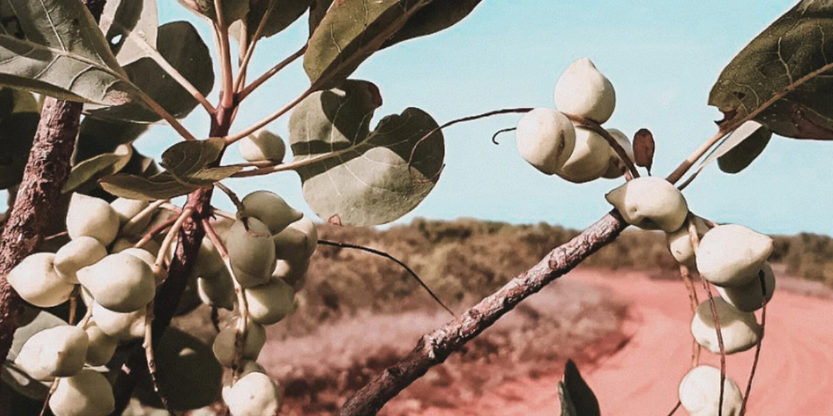 Close-up of white, rounded seed pods hanging from a tree branch with green leaves, set against a blurred outdoor background with a reddish path and blue sky.